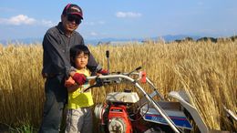 小麦収穫blog.jpg