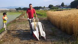 小麦収穫blog2.jpg